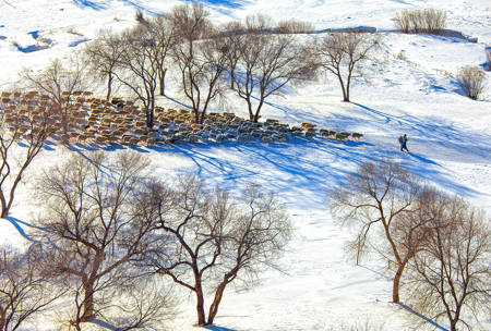 Leading Shepherd