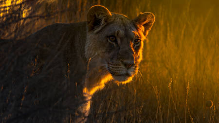 Lioness Portrait