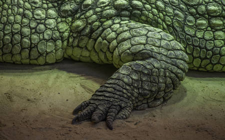 Kroko Groen
