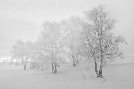 A Tranquil Snow Scene