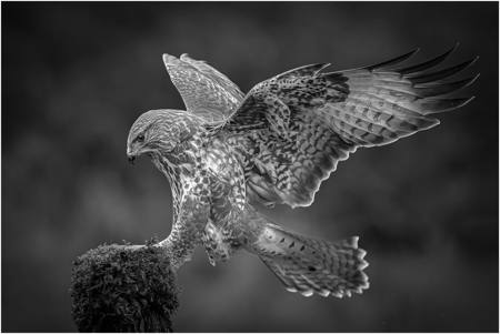 Buzzard