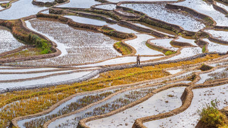 Working The Ricefields 2