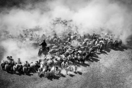 Busy Herding Sheep2
