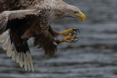 Claws Of A Sea Eagle