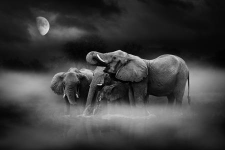 Elephant Night 1