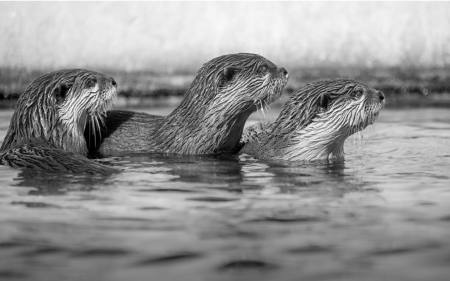 Otter Alert