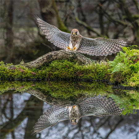 Kestrel Reflection