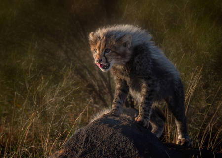 Baby Cheetah