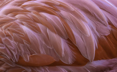 Flamingo Feathers