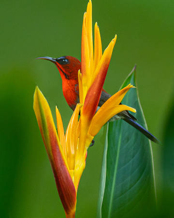 Crimson Sunbird