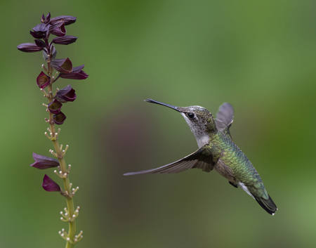 Coming To The Flower