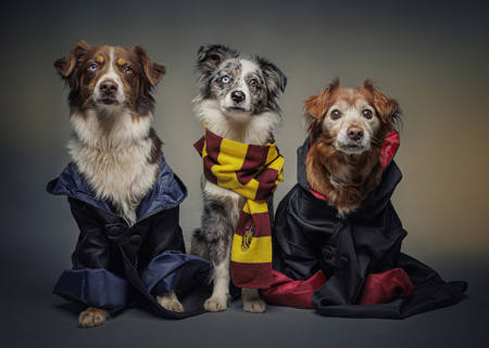Potter Family