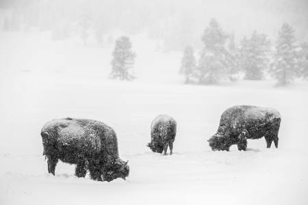 Wildlife At Yellowstone21