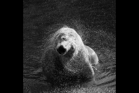 Polarbear Spring Spray