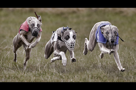 Whippet Race