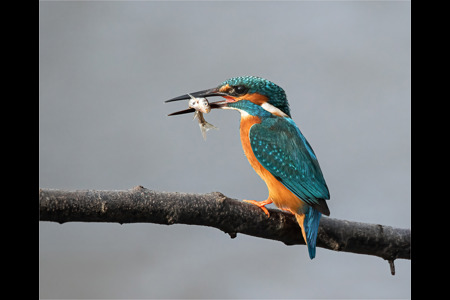 KINGFISHER WITH CATCH