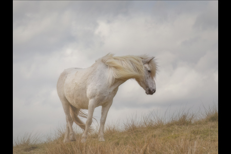 Windswept Eriskay Pony