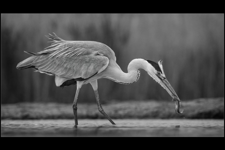 Fishing Heron