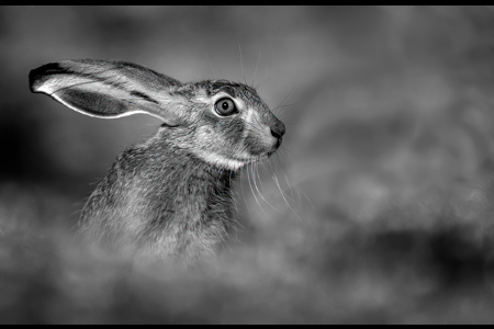 Hare Portrait