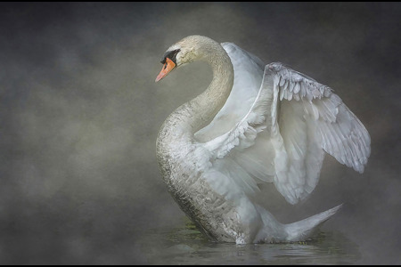 Mute Swan Stretching