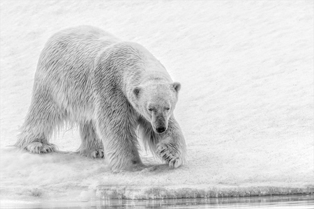 Polar Bear On Waters Edge