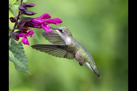 Ruby-Throated Hummingbird