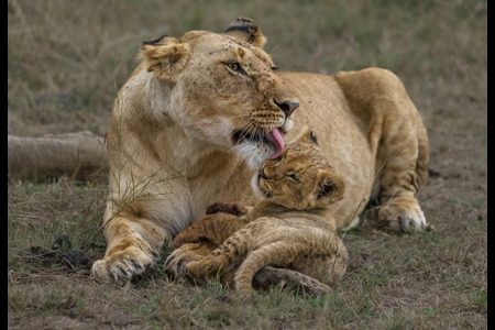 Lioness Bonding With Cub