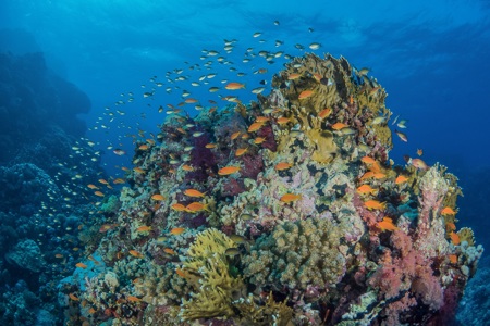 Underwater-Landscape-Redsea