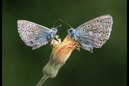 European Common Blue Butterflies