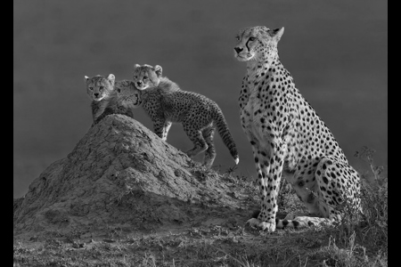 Cheetah With Family