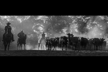 Separating Cattle