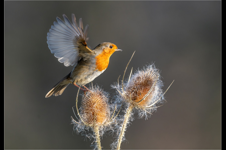 Robin Taking Off From Teasel