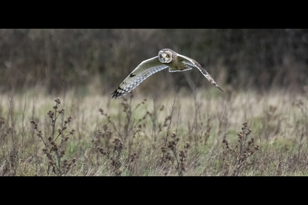 Short-Eared Owl