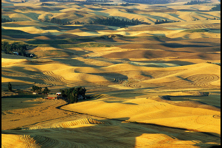 Wheat Field Patterns