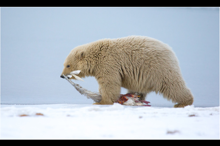 Polar Cub Hunting