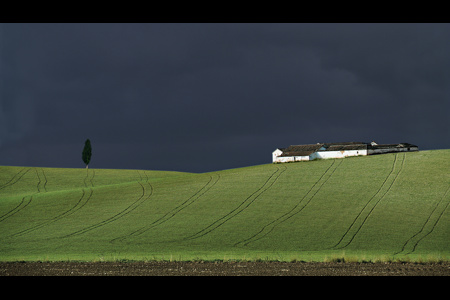 GROEN KORENVELD