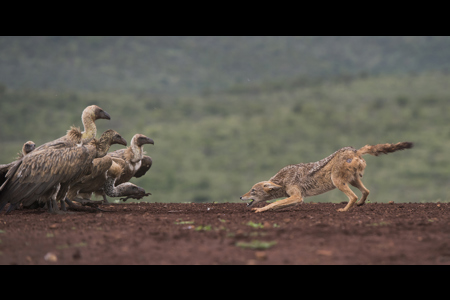 Jackal Versus Vultures