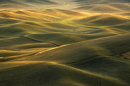 Wheat Fields In Spokane7