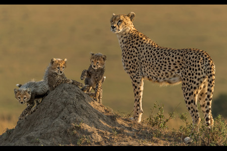 Cheetah With Siblings