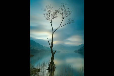 Tree With A View