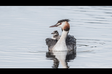 GREAT CRESTED GREBE WITH CHICK