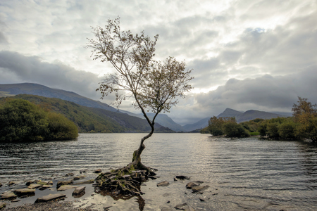 Llyn Padarn Lone Tree