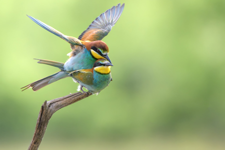 Bee Eater Love