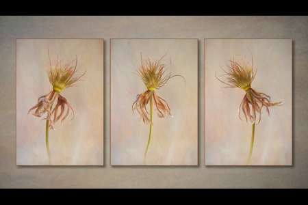 Pulsatilla Triptych