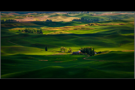 WHEAT FIELD 1