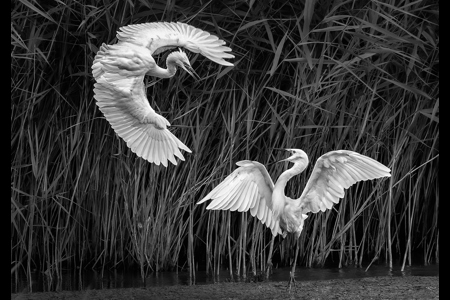 Egret Dispute