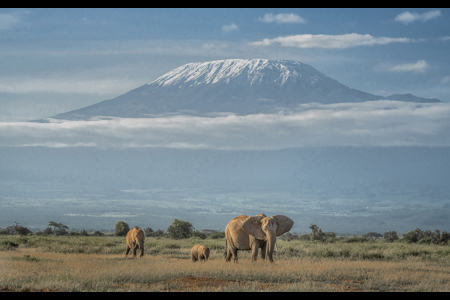 Elephant Family