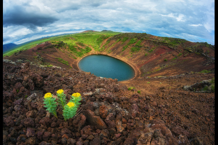 Flower From Mars