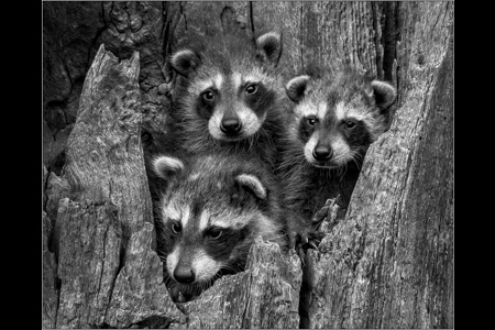 Raccoon Kit Trio