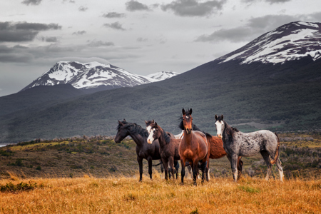 Wild Horses In Patagonian Landscape